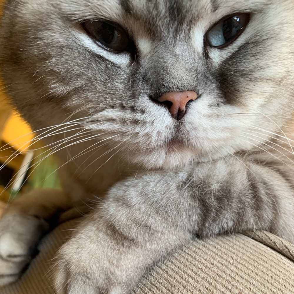 Meet your Posher, Millie